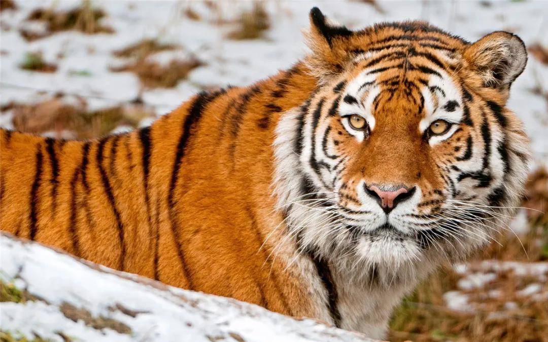 东北虎主场未能取胜，保级艰难！的简单介绍